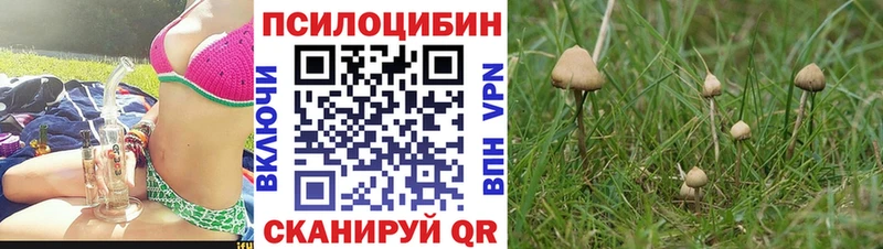 мега онион  Мценск  Псилоцибиновые грибы Psilocybine cubensis 